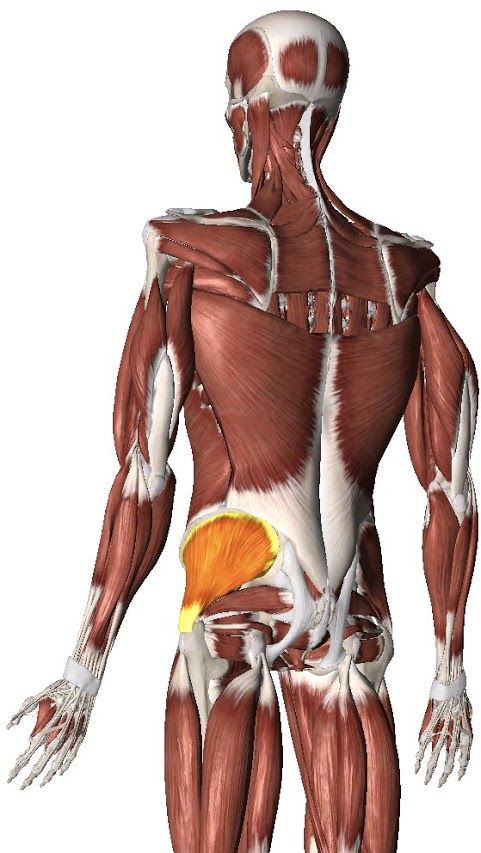 Gluteal Tendinopathy