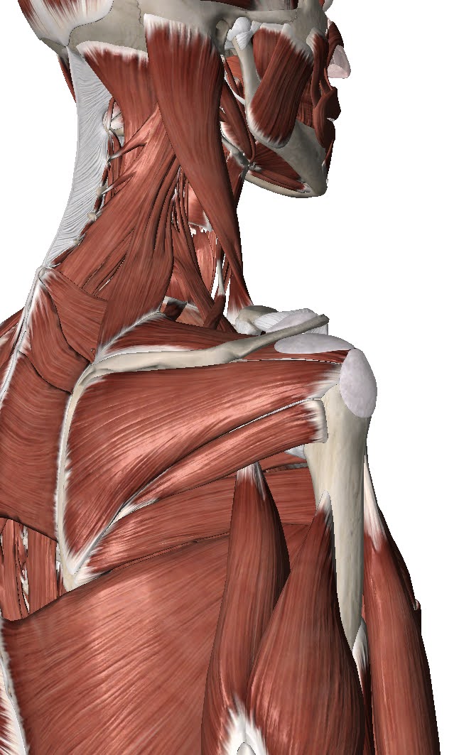 Subacromial Space