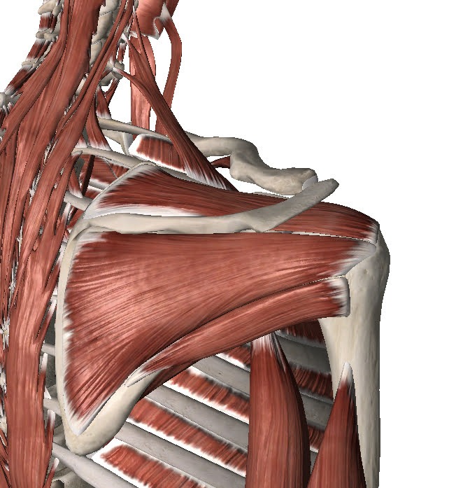 Rotator Cuff