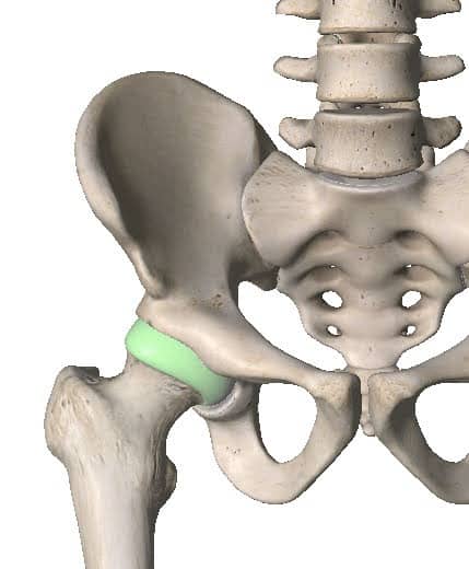 Hip Anatomy