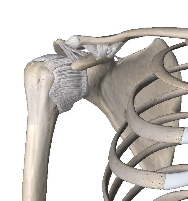 Glenohumeral Ligaments of the Shoulder