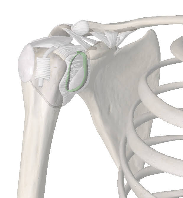 Glenoid Labrum of the Shoulder