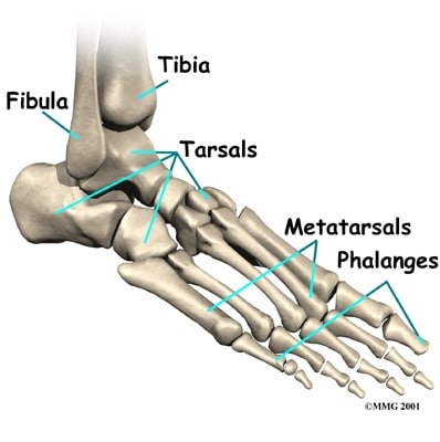 Foot Anatomy Foot Pain