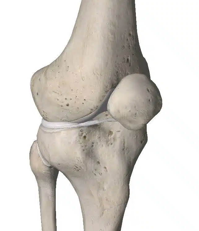 Knee