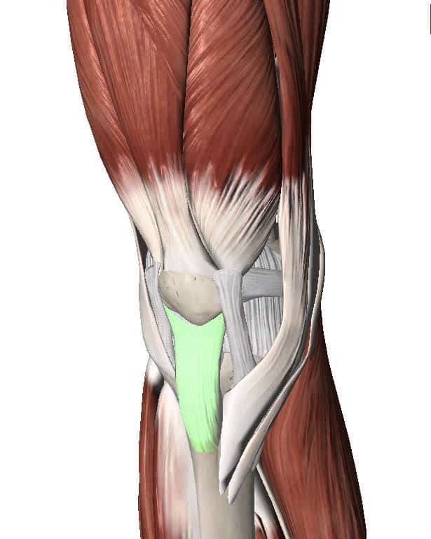 Patellar Tendon