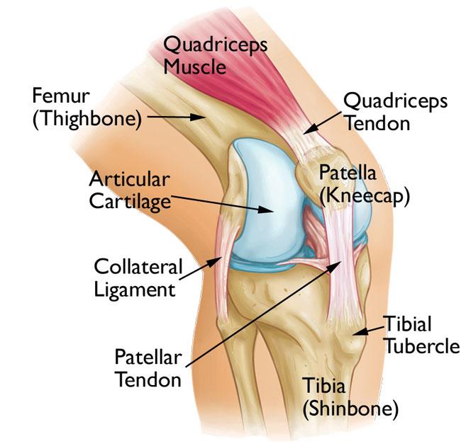 Knee Anatomy