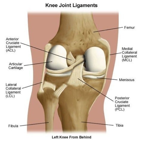 Knee Ligaments