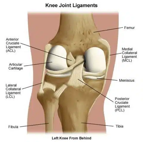 Knee Ligaments