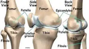 anatomy of the knee